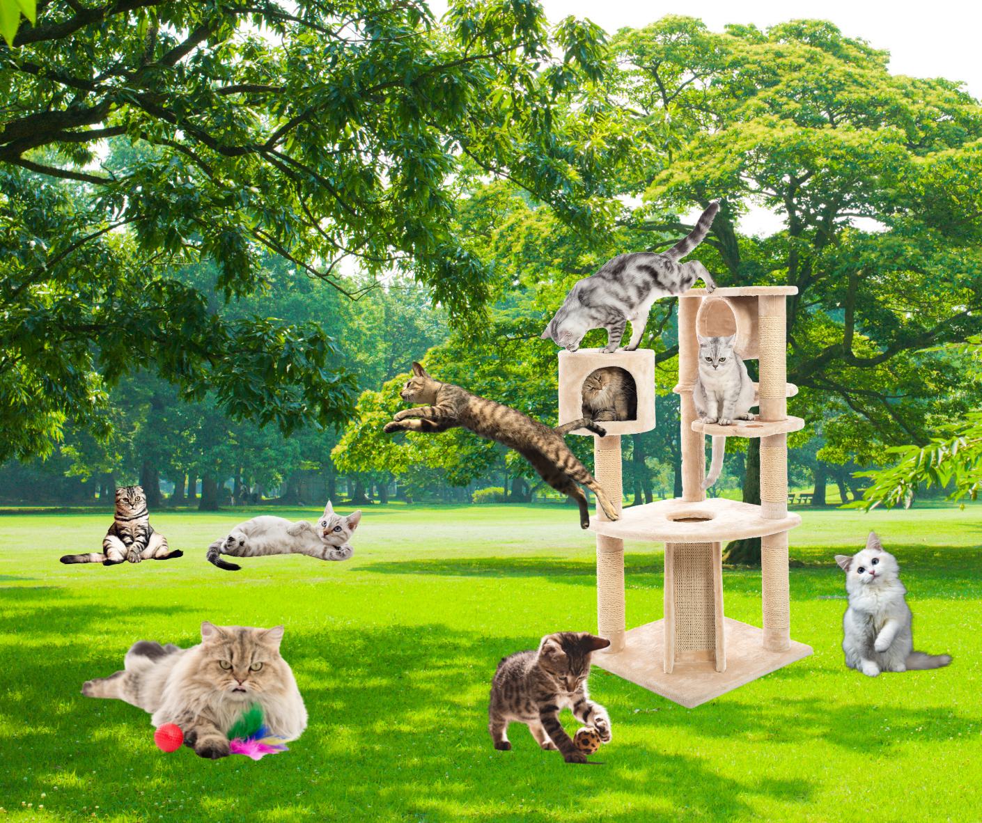 Cat park sales